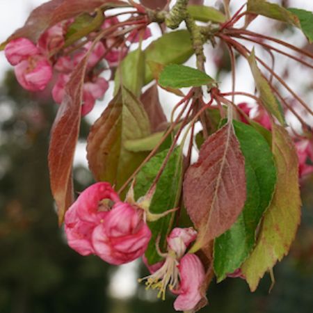 Malus Cheal's Weeping - image 1