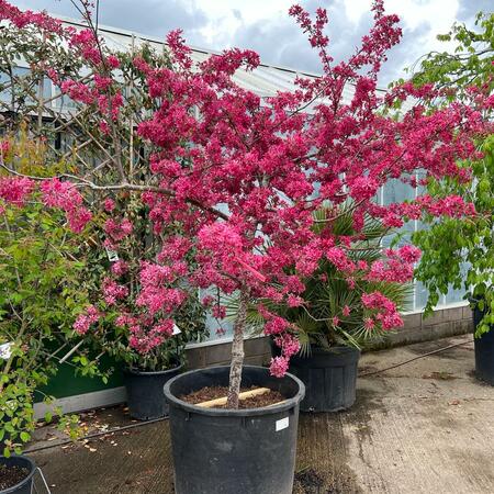 Malus Diable Rouge