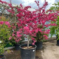 Malus Diable Rouge