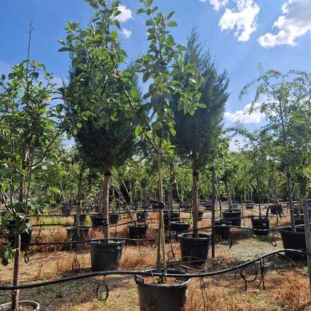 Malus dom. Boskoop Red