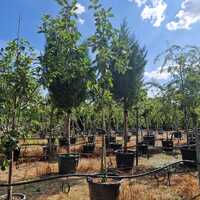 Malus dom. Boskoop Red