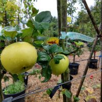 Malus dom. Sowmans Seedling