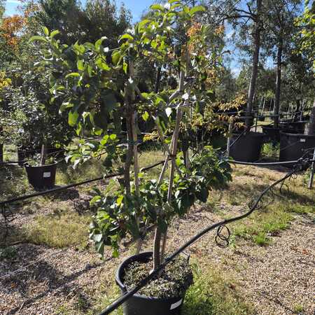 Malus dom. Tydemans Late Orange