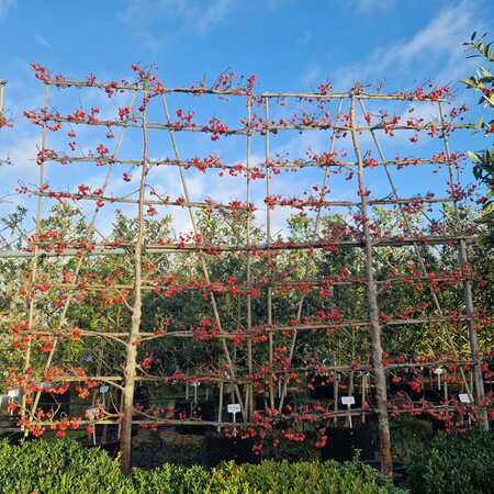 Malus Evereste - image 3