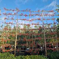 Malus Evereste - image 3