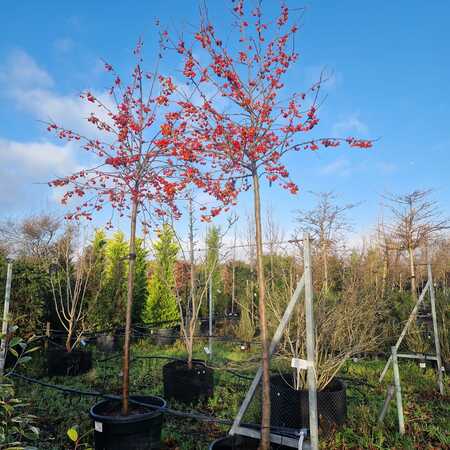 Malus Evereste - image 2