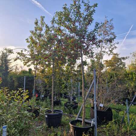 Malus Evereste - image 2