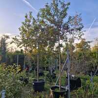 Malus Evereste - image 2