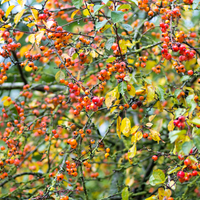 Malus Evereste  Order online @ Tendercare 