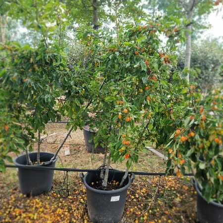 Malus John Downie - image 1