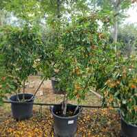 Malus John Downie - image 1