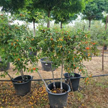 Malus John Downie - image 2