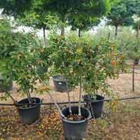 Malus John Downie - image 2