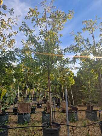 Malus toringo Brouwer's Beauty