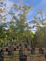 Malus toringo Brouwer's Beauty