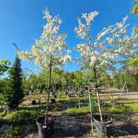 Malus toringo Brouwer's Beauty - image 1