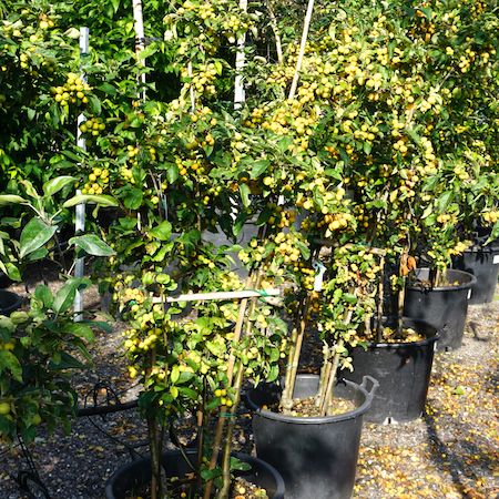 Malus x zumi Golden Hornet - image 2