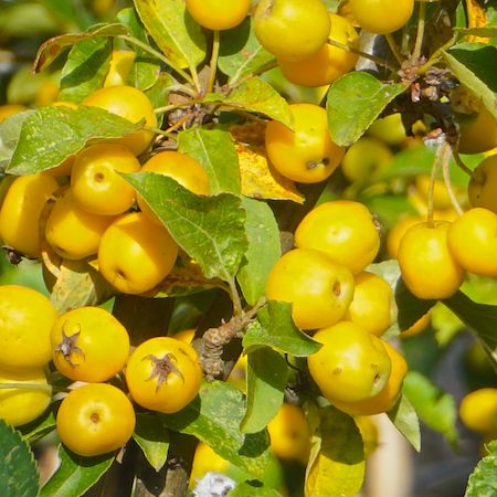 Malus x zumi Golden Hornet - image 1