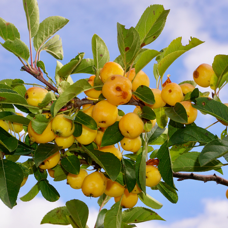 Malus Yellow Siberian - image 3