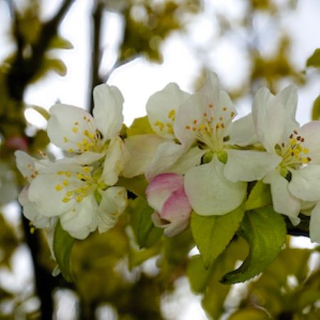 Malus Yellow Siberian