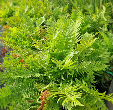 Matteucia struthiopteris