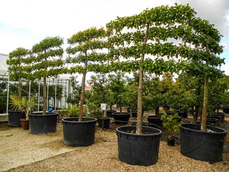 Pleached Trees