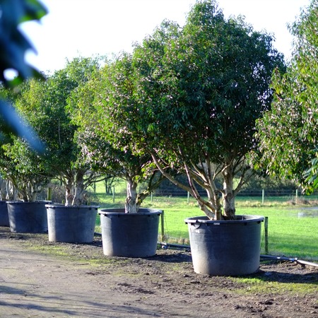 Mature Evergreen Multi-Stem Trees