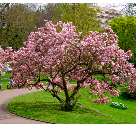 Mature Evergreen Multi-Stem Trees