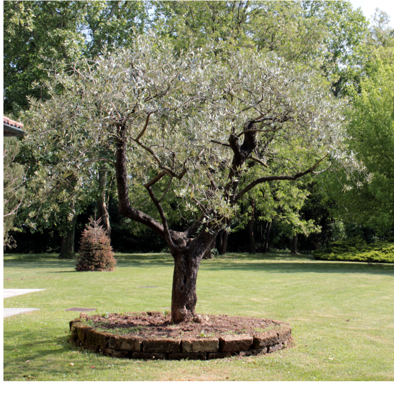 Mature Evergreen Small Trees Tendercare