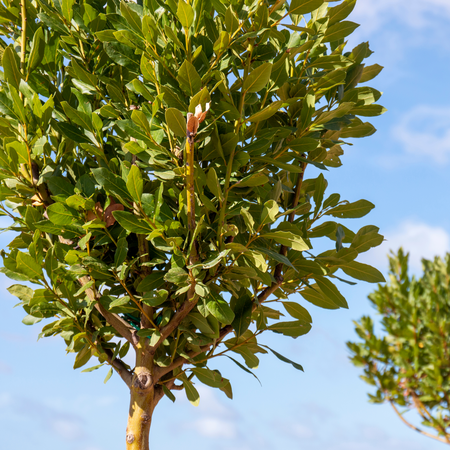 Mature Evergreen Trees