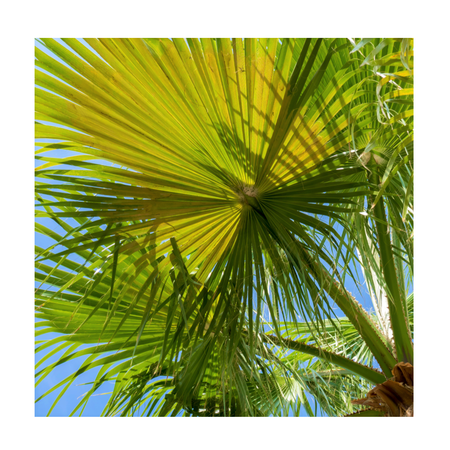 Mature Exotic Plants