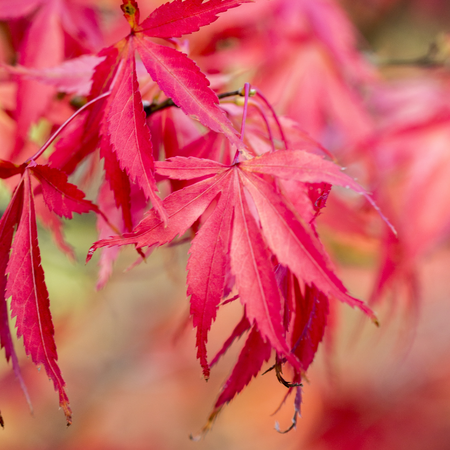 Mature Japanese Acers & Bamboos