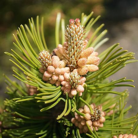 Mature Ornamental Conifers