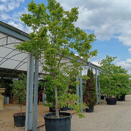 Mature Ornamental Shrubs