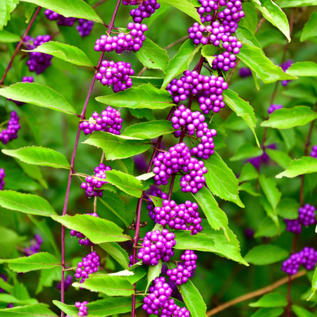 Mature Ornamental Shrubs