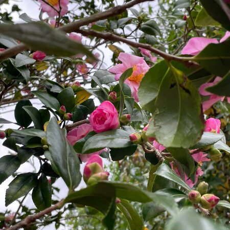 Mature Plants for Acid Soils