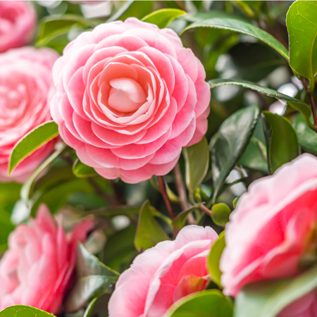 Mature Plants for Acid Soils