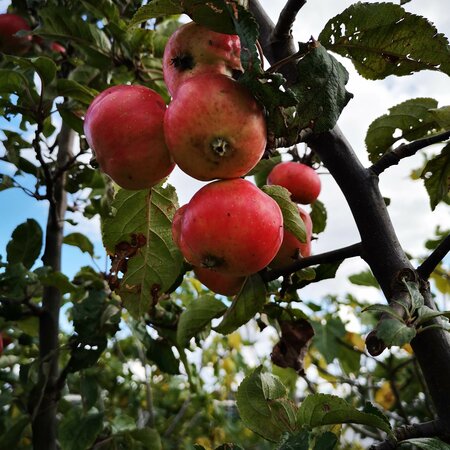 Mature Plants with Fruit