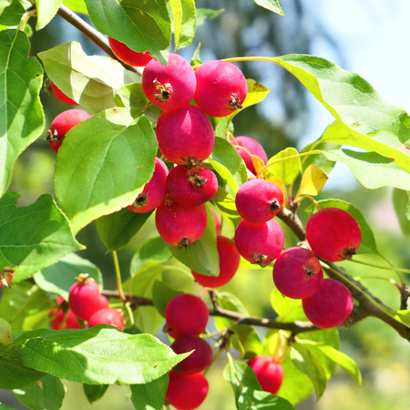 Mature Plants with Fruit
