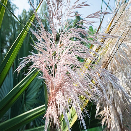 Melica altissima Atropurpurea