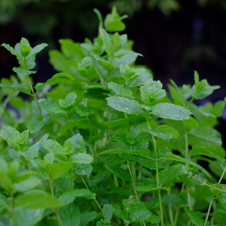 Mentha spicata Maroc