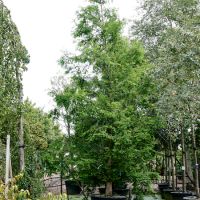 Metasequoia glyptostroboides | Order online @ Tendercare