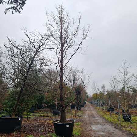 Metasequoia glyptostroboides - image 3