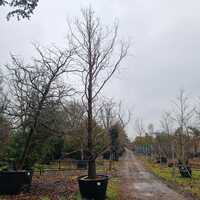 Metasequoia glyptostroboides - image 3