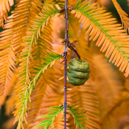 Metasequoia glyptostroboides | Order online @ Tendercare