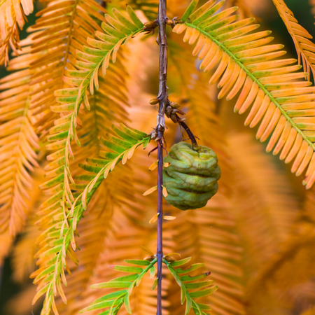 Metasequoia glyptostroboides  Order online @ Tendercare