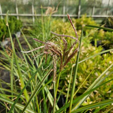 Miscanthus sin. Boucle - image 1