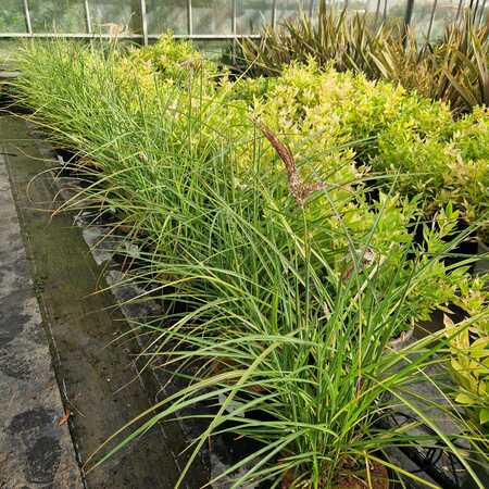 Miscanthus sin. Boucle - image 2