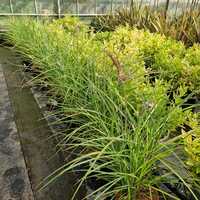 Miscanthus sin. Boucle - image 2