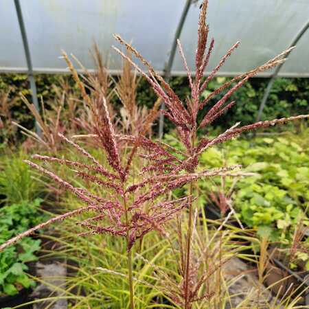 Miscanthus sin. Boucle - image 1